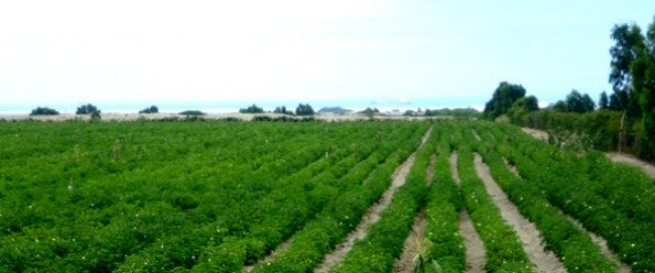 Cotton farm in Peru