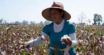organic pima cotton from Peru - fair trade cotton