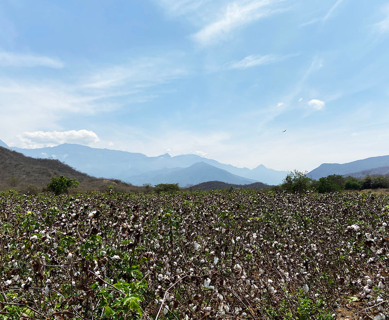 organic pima cotton